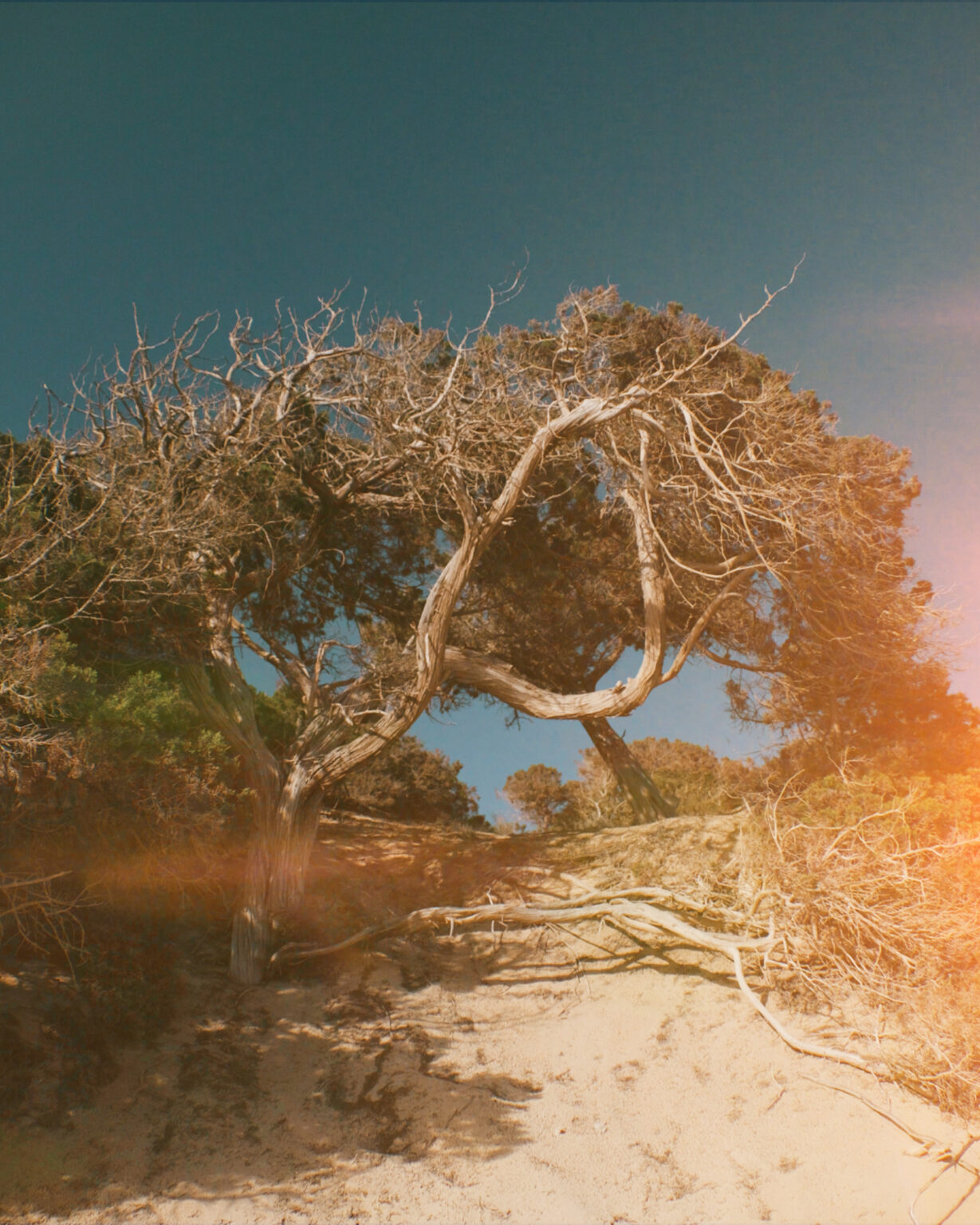 A wind-bent sabina on the dune